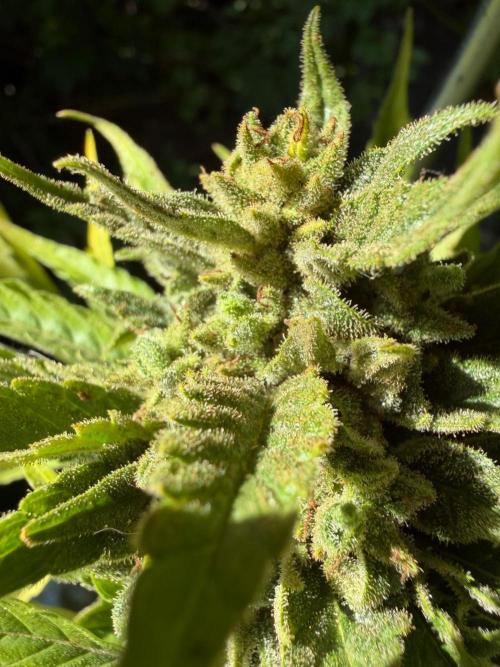 The Hobbit Hole Outdoor Grow 2026. Week 13