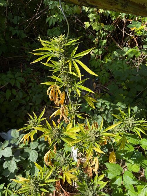 The Hobbit Hole Outdoor Grow 2026. Week 13