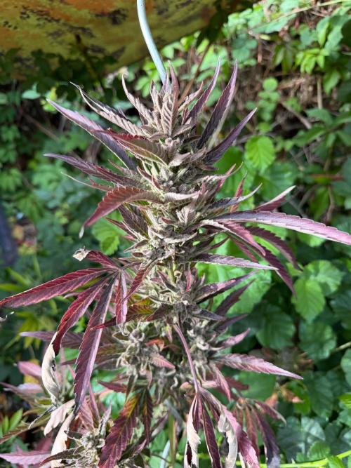 The Hobbit Hole Outdoor Grow 2026. Week 13