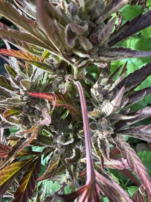 The Hobbit Hole Outdoor Grow 2026. Week 13