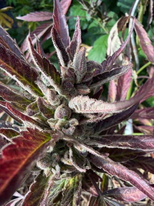The Hobbit Hole Outdoor Grow 2026. Week 13