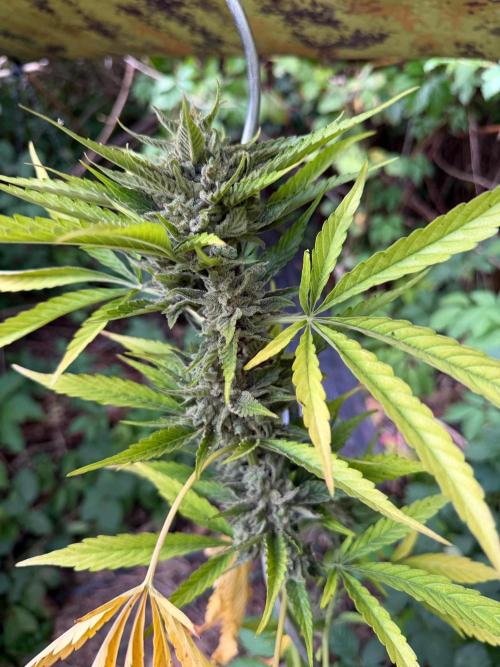 The Hobbit Hole Outdoor Grow 2026. Week 13