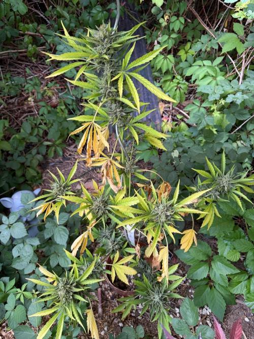 The Hobbit Hole Outdoor Grow 2026. Week 13