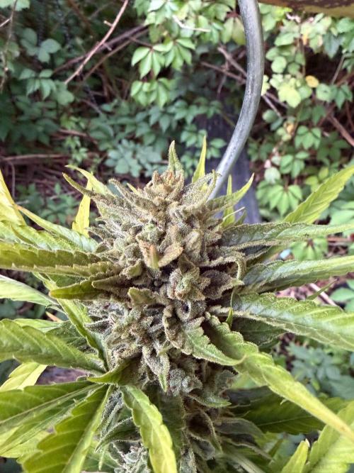 The Hobbit Hole Outdoor Grow 2026. Week 13