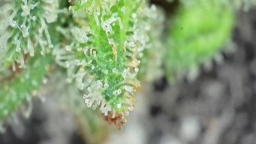 The Hobbit Hole Outdoor Grow 2026. Week 13