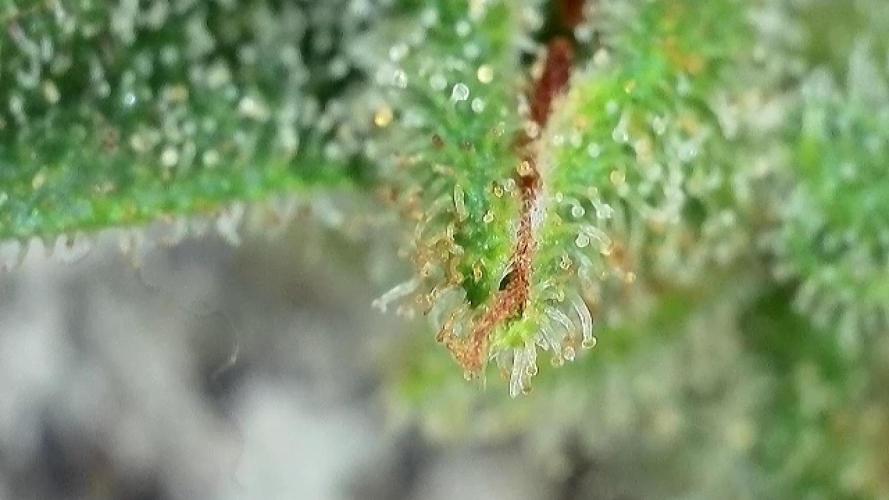 The Hobbit Hole Outdoor Grow 2026. Week 13