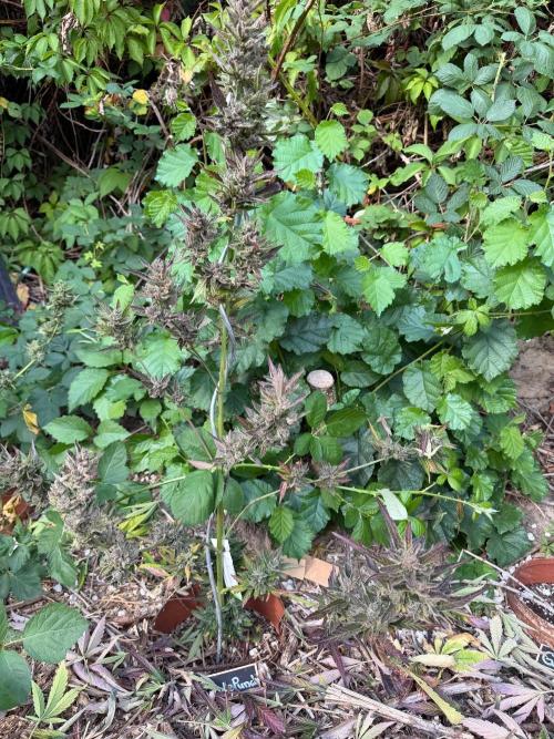 The Hobbit Hole Outdoor Grow 2026. Week 13