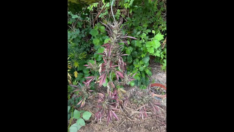 The Hobbit Hole Outdoor Grow 2026