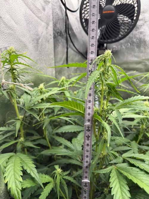 AUTO MALAWI X N.LIGHTS. Week 6