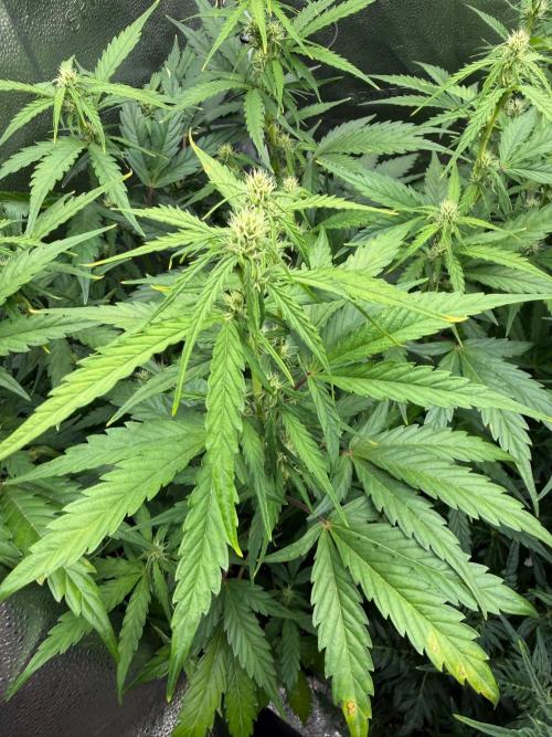 AUTO MALAWI X N.LIGHTS. Week 6