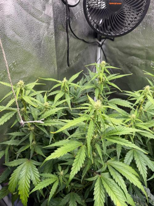 AUTO MALAWI X N.LIGHTS. Week 6