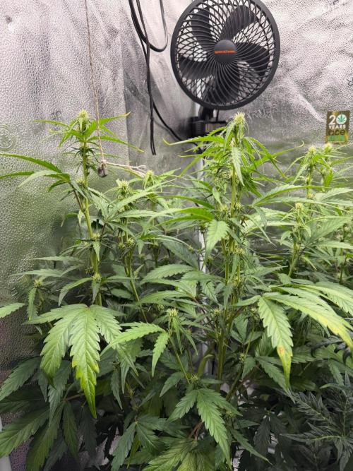 AUTO MALAWI X N.LIGHTS. Week 6