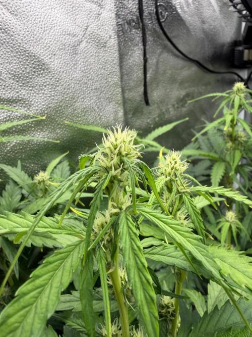 AUTO MALAWI X N.LIGHTS. Week 6