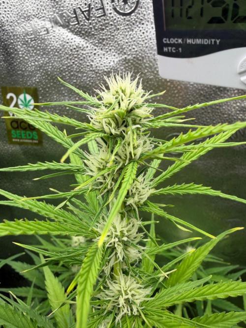 AUTO MALAWI X N.LIGHTS. Week 6