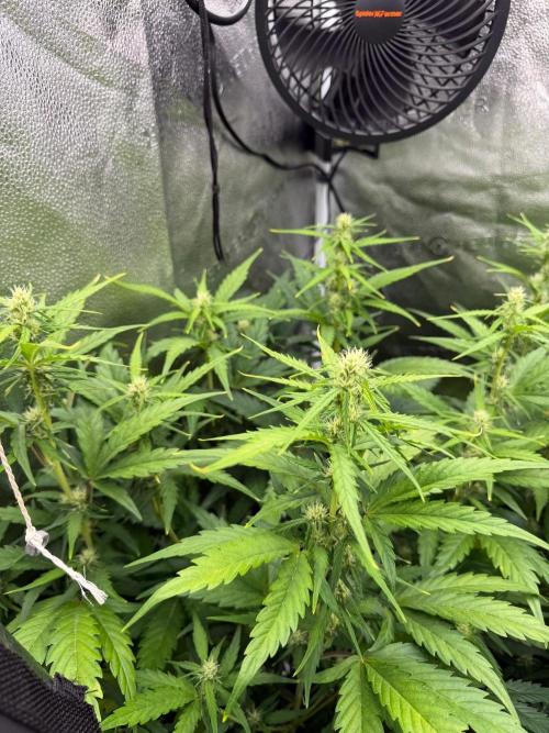 AUTO MALAWI X N.LIGHTS. Week 6