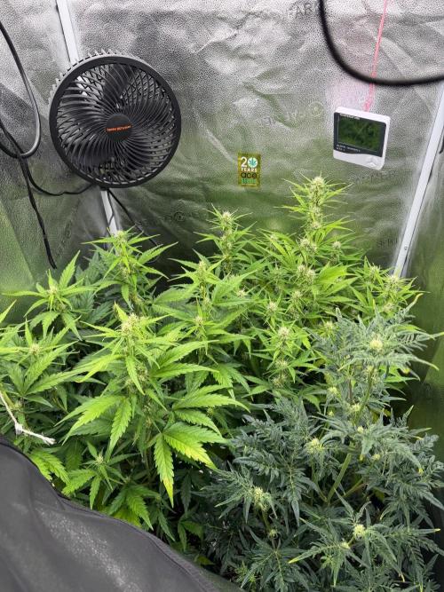 AUTO MALAWI X N.LIGHTS. Week 6