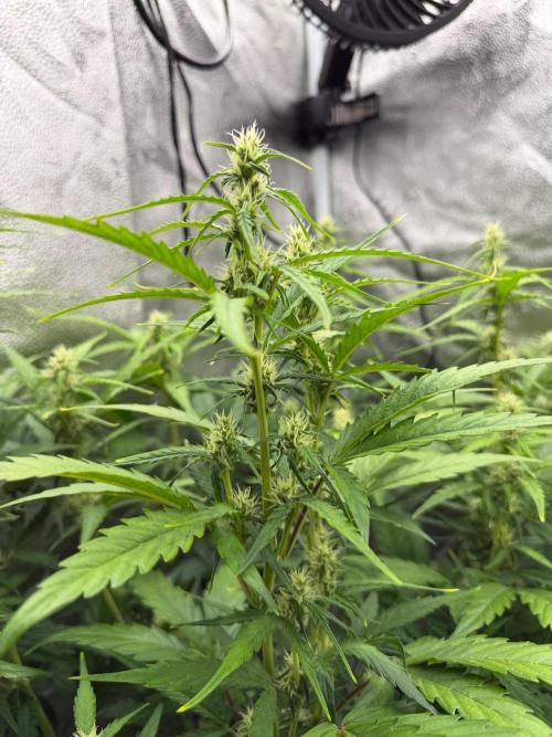 AUTO MALAWI X N.LIGHTS. Week 6