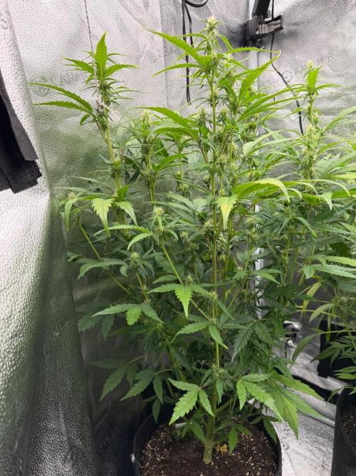 AUTO MALAWI X N.LIGHTS. Week 6