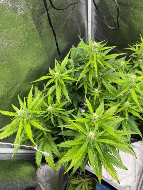 AUTO MALAWI X N.LIGHTS. Week 6