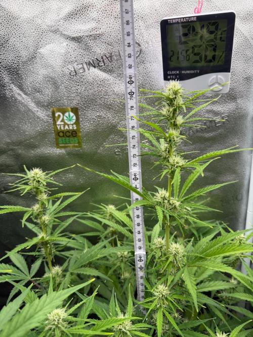 Zamaldelica Auto. Week 6