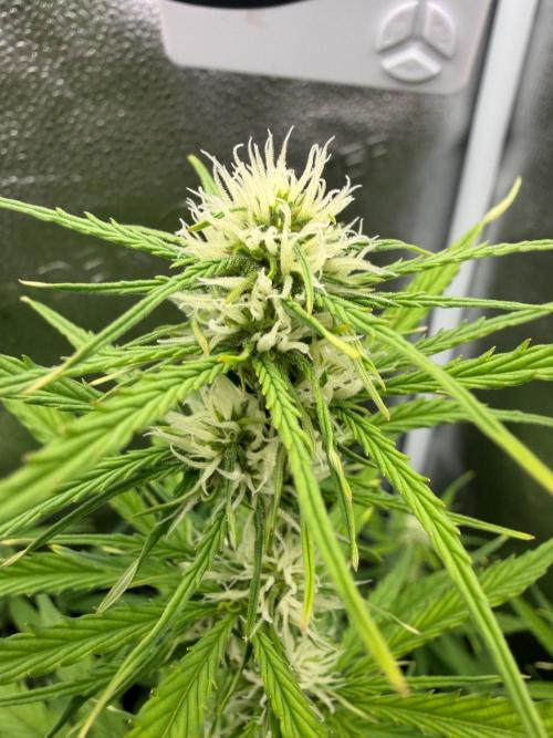 Zamaldelica Auto. Week 6