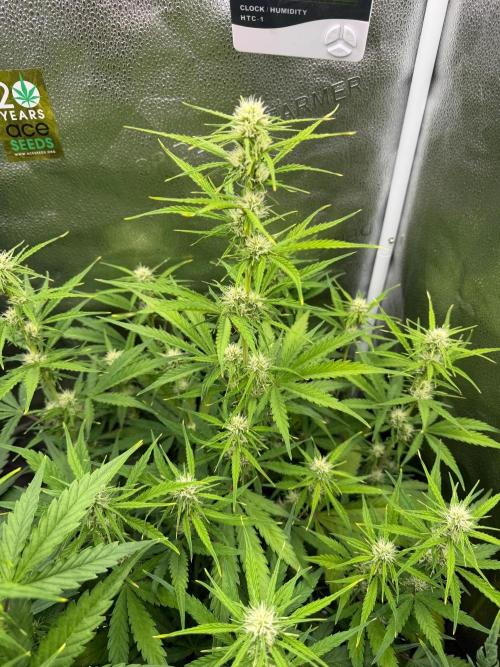 Zamaldelica Auto. Week 6