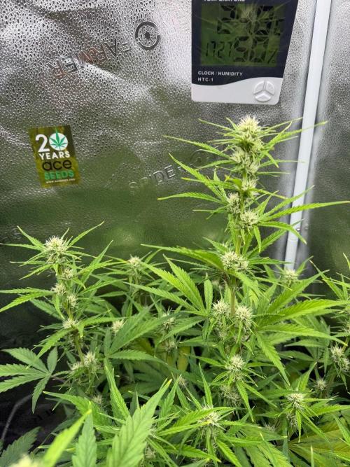 Zamaldelica Auto. Week 6
