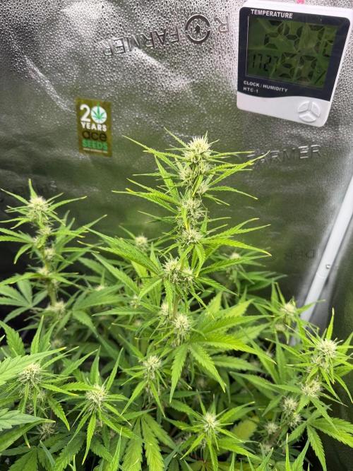 Zamaldelica Auto. Week 6