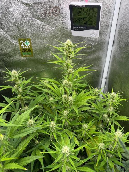 Zamaldelica Auto. Week 6