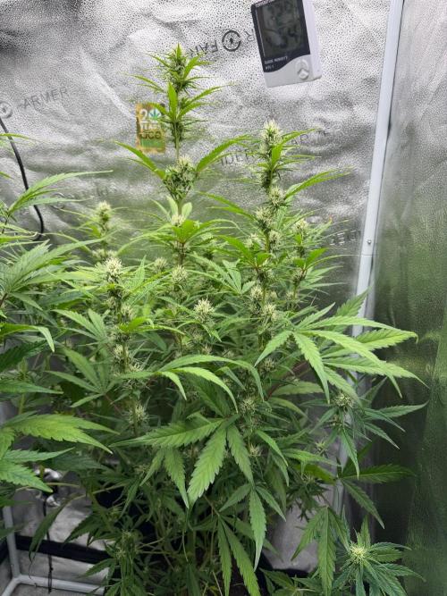 Zamaldelica Auto. Week 6