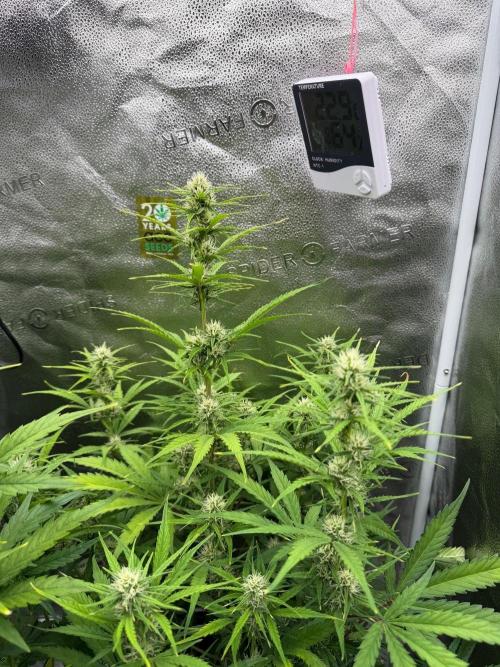Zamaldelica Auto. Week 6