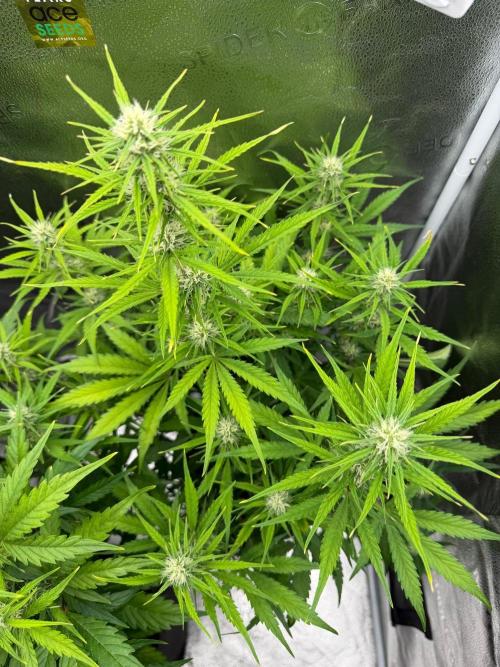 Auto Zamaldelica. Week 6