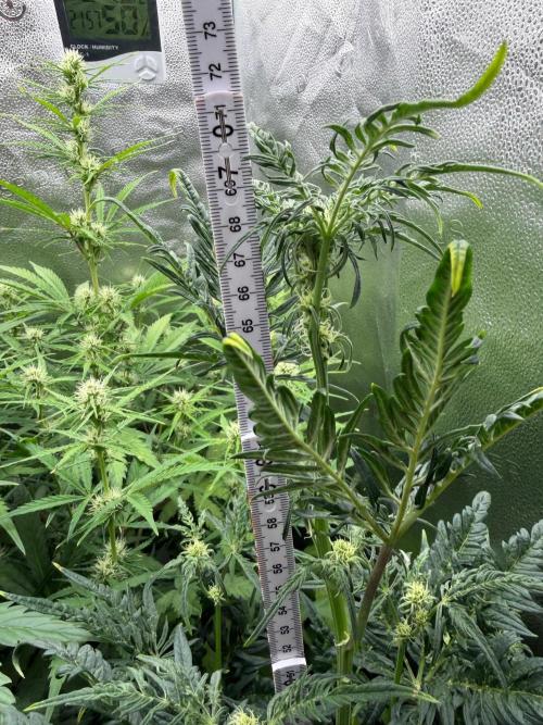 Frosty‘s Auto Freak. Week 6