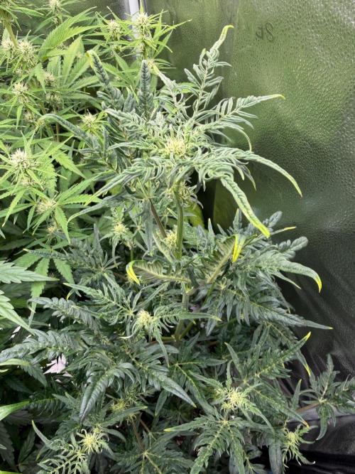 Frosty‘s Auto Freak. Week 6