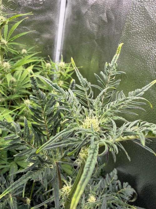 Frosty‘s Auto Freak. Week 6
