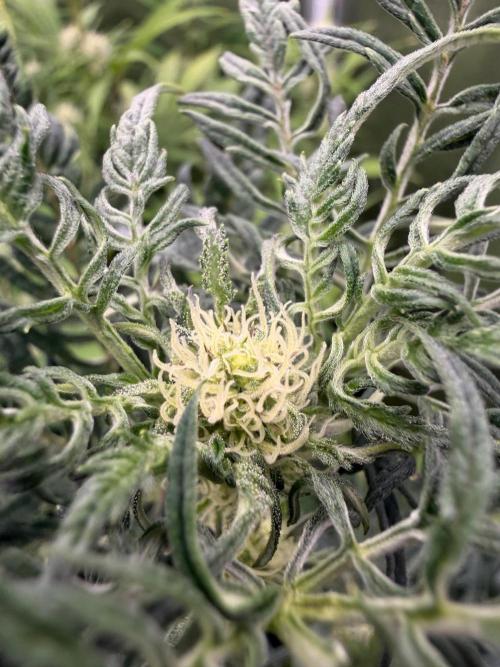 Frosty‘s Auto Freak. Week 6