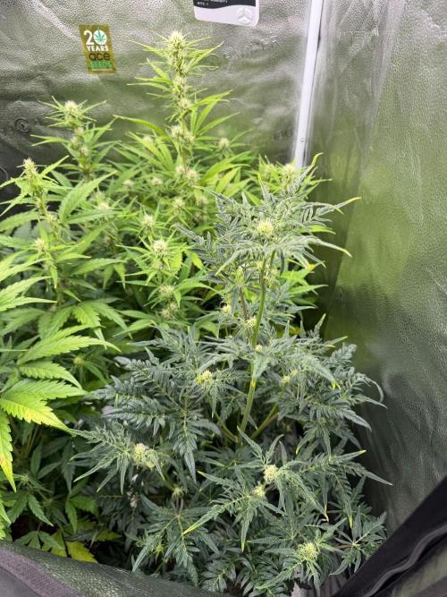 Frosty‘s Auto Freak. Week 6