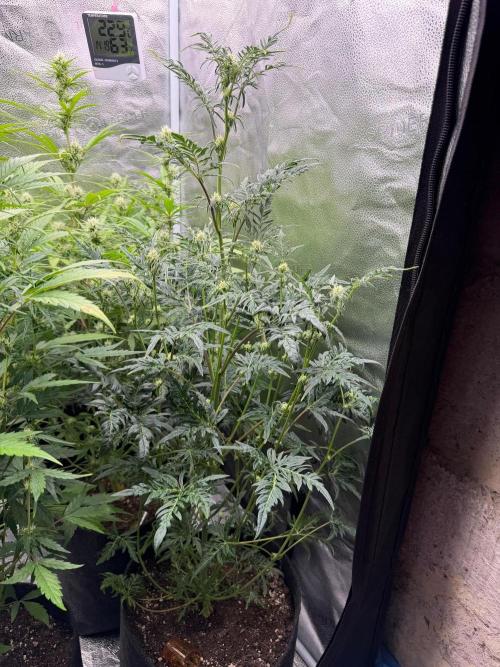 Frosty‘s Auto Freak. Week 6