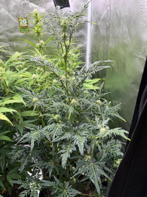 Frosty‘s Auto Freak. Week 6