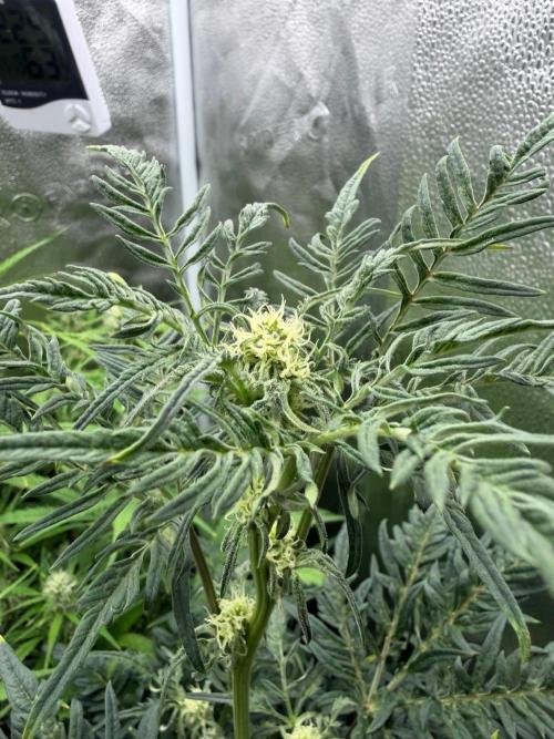 Frosty‘s Auto Freak. Week 6