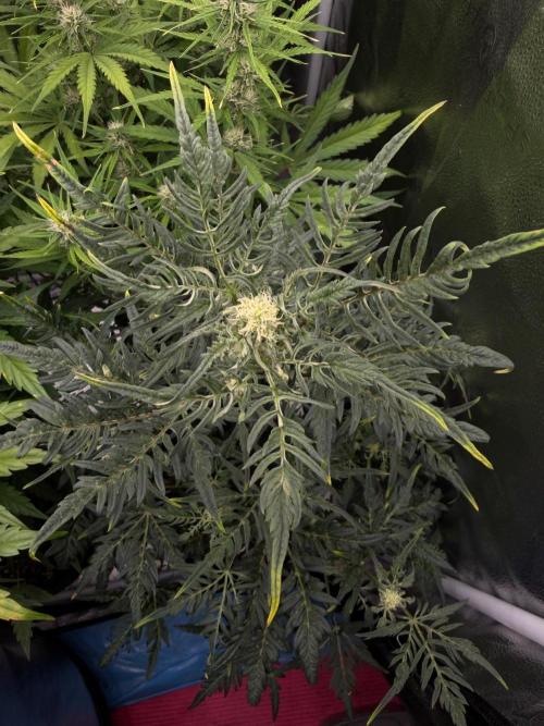 Frosty‘s Auto Freak. Week 6