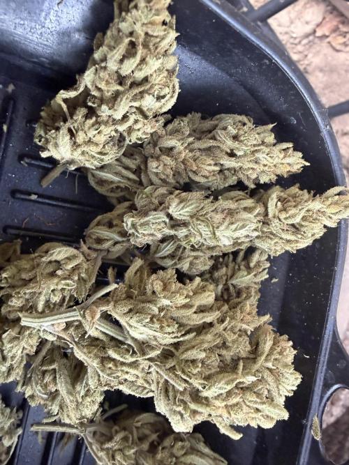The Hobbit Hole Outdoor Grow 2026. Week 14