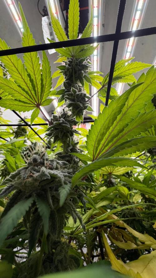 Laughing Buddha | 720W | SCROG. Week 22