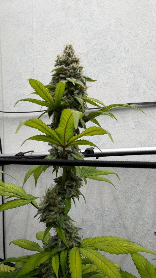 Laughing Buddha | 720W | SCROG. Week 22