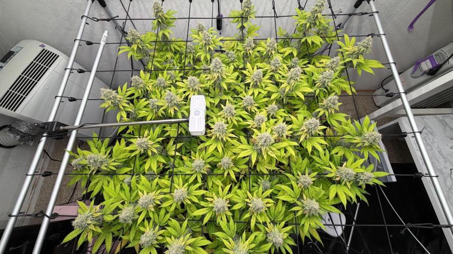 Laughing Buddha | 720W | SCROG. Week 22