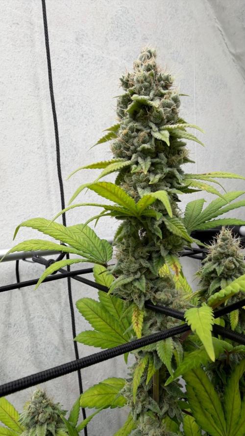 Laughing Buddha | 720W | SCROG. Week 22