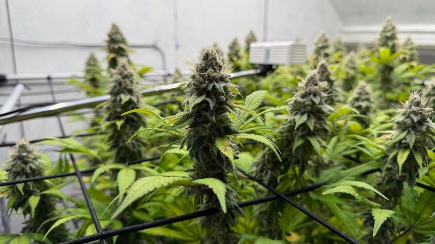 Laughing Buddha | 720W | SCROG. Week 22
