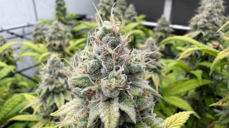 Laughing Buddha | 720W | SCROG. Week 22