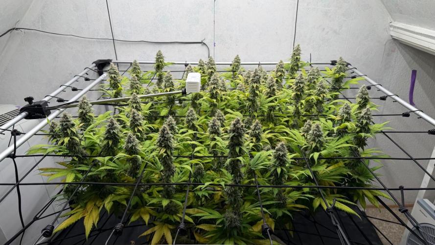 Laughing Buddha | 720W | SCROG. Week 22