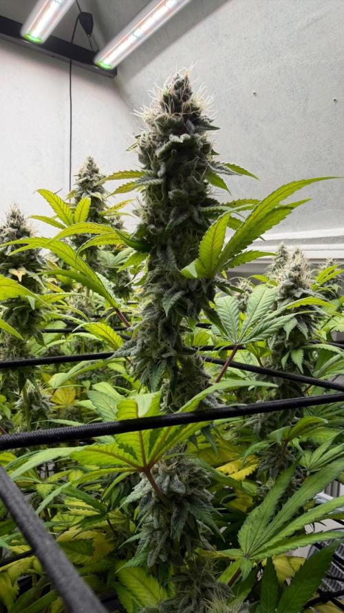 Laughing Buddha | 720W | SCROG. Week 22